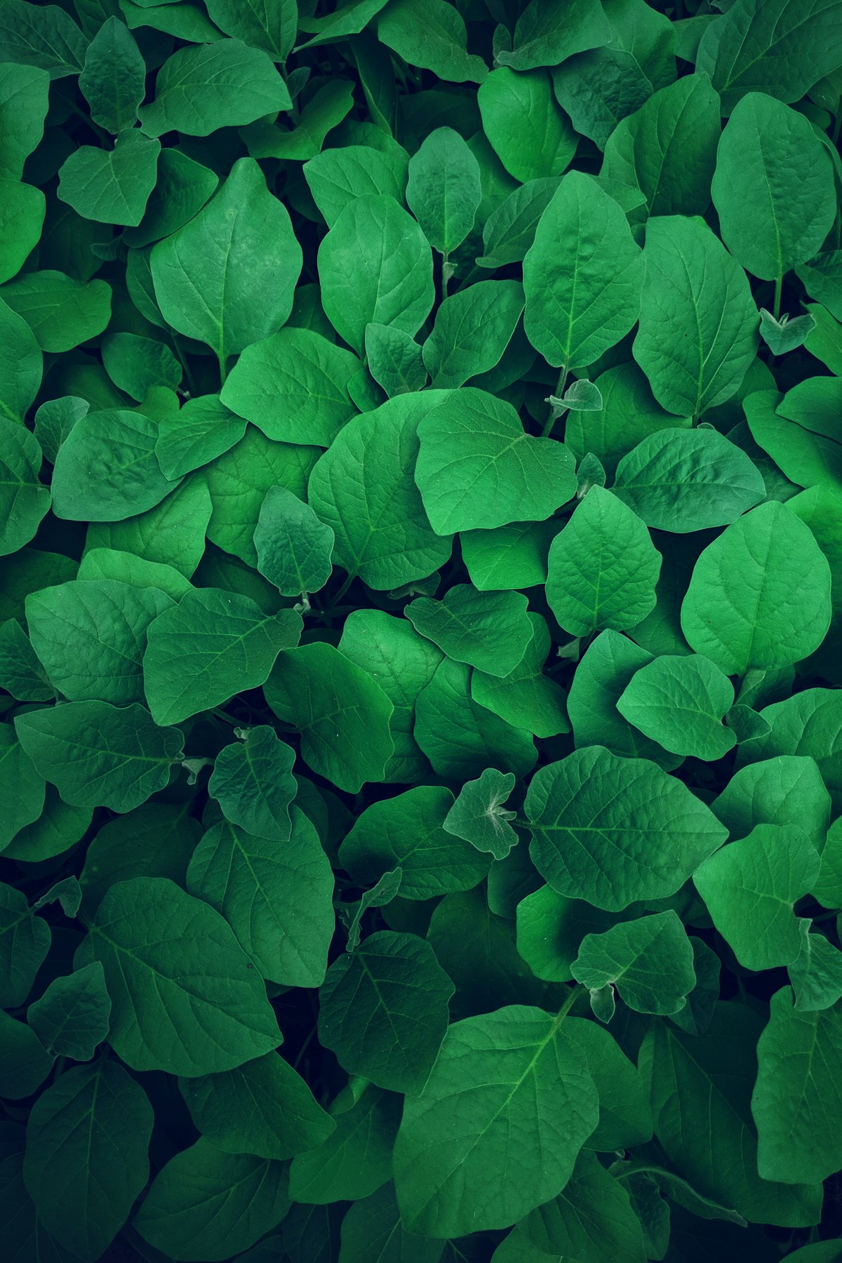 Nyungwe Forest